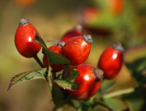 rosehip, rosehip oil, rosehip skincare, benefits of rosehip, rosehip for face, rosehip for acne, rosehip for scars, rosehip anti-aging, rosehip vitamin C, rosehip hydration, rosehip brightening, rosehip for wrinkles, rosehip for sensitive skin, rosehip antioxidants, rosehip DIY, rosehip products, rosehip serum, rosehip extract, organic rosehip oil, rosehip beauty