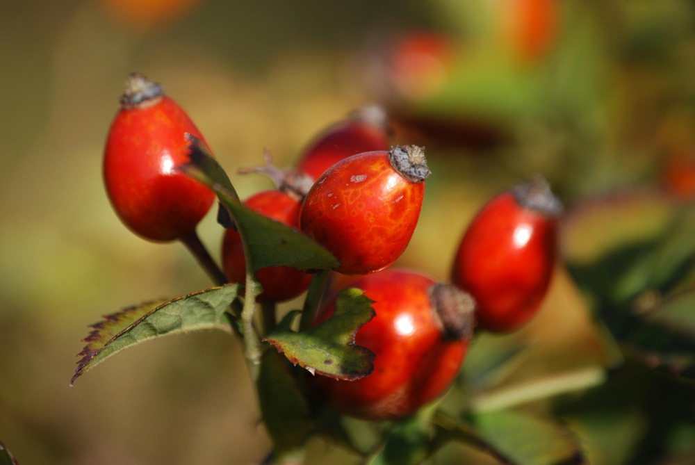 rosehip, rosehip oil, rosehip skincare, benefits of rosehip, rosehip for face, rosehip for acne, rosehip for scars, rosehip anti-aging, rosehip vitamin C, rosehip hydration, rosehip brightening, rosehip for wrinkles, rosehip for sensitive skin, rosehip antioxidants, rosehip DIY, rosehip products, rosehip serum, rosehip extract, organic rosehip oil, rosehip beauty